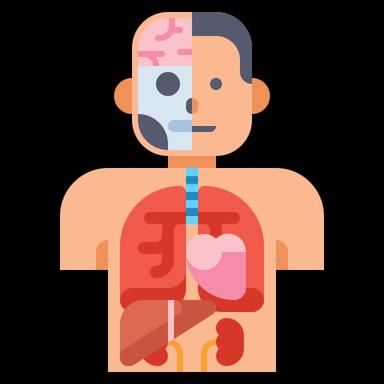 Anatomist